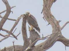 Falco biarmicus biarmicus