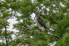 Accipiter minullus