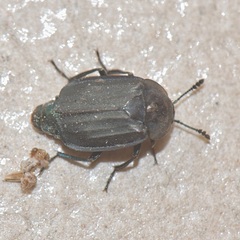 Thanatophilus micans