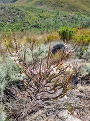 Struthiola dodecandra