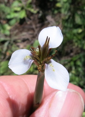Moraea brevistyla