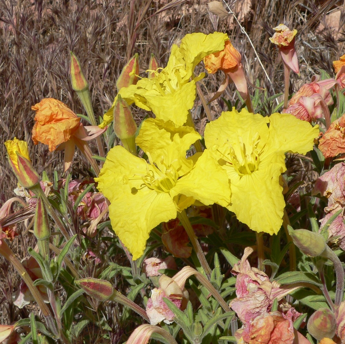 Oenothera lavandulifolia