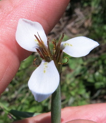 Moraea brevistyla