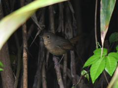 Luscinia phaenicuroides