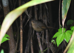 Luscinia phaenicuroides