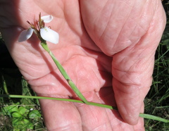 Moraea brevistyla