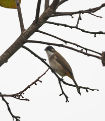 Pycnonotus xanthorrhous