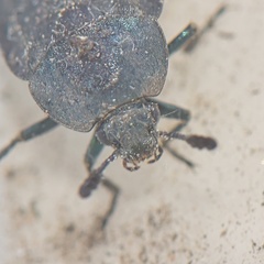 Thanatophilus micans