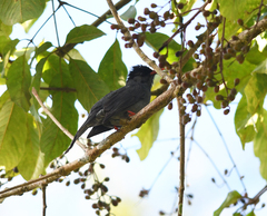 Hypsipetes leucocephalus