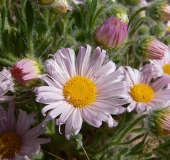 Erigeron concinnus