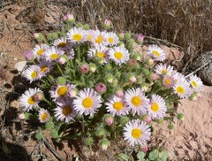 Erigeron concinnus