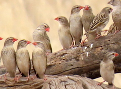 Quelea quelea lathamii