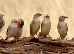 Quelea quelea lathamii