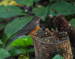 Turdus dissimilis
