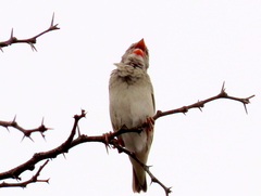 Quelea quelea lathamii