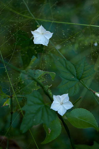 Ipomoea simonsiana image