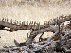 Quelea quelea lathamii