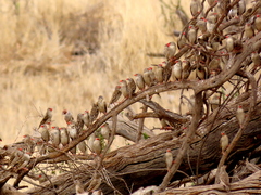 Quelea quelea lathamii