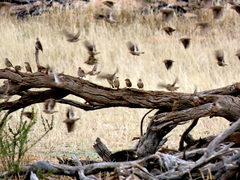 Quelea quelea lathamii