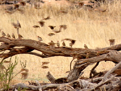 Quelea quelea lathamii