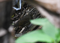 Zoothera marginata