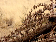 Quelea quelea lathamii