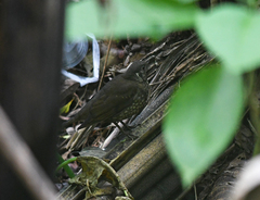 Zoothera marginata