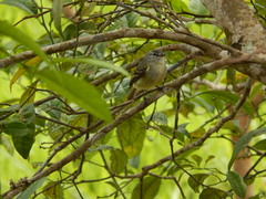 Phyllomyias fasciatus