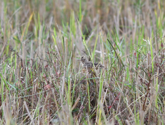 Alauda gulgula