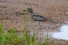 Burhinus vermiculatus