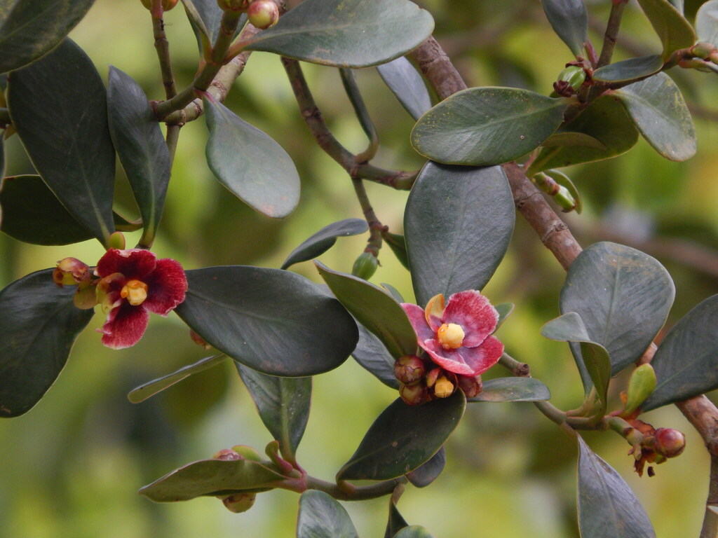Clusia organensis