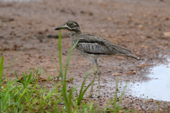 Burhinus vermiculatus