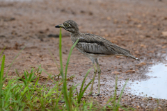 Burhinus vermiculatus