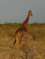 Giraffa camelopardalis angolensis