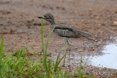 Burhinus vermiculatus