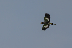 Vanellus senegallus