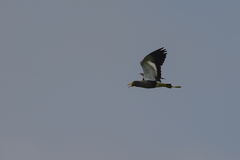 Vanellus senegallus