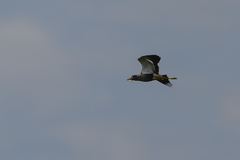Vanellus senegallus