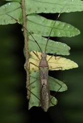 Leptocorisa