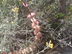 Crassula perforata