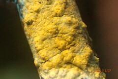 Pertusaria texana