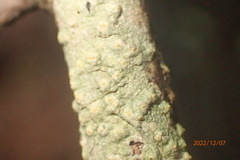 Pertusaria texana