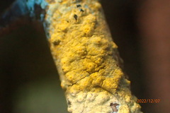 Pertusaria texana