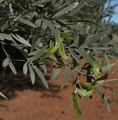 Acacia aneura major