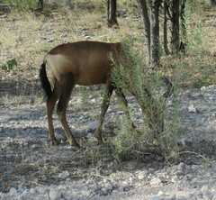 Alcelaphus buselaphus caama