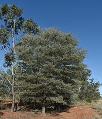 Acacia aneura major
