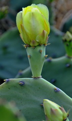 Opuntia anahuacensis