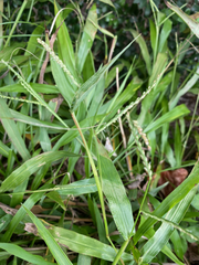 Paspalum langei