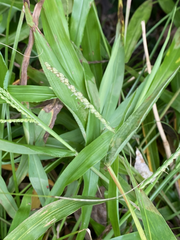 Paspalum langei