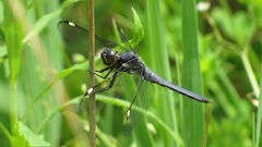 Libellula cyanea